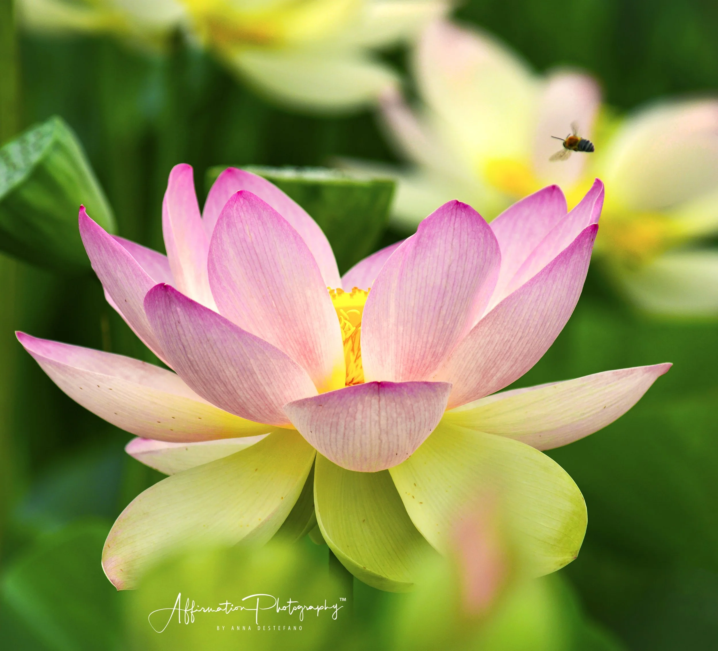 2017-07-15 001 049 RAW MERGED 16 JPG 1-1.jpg