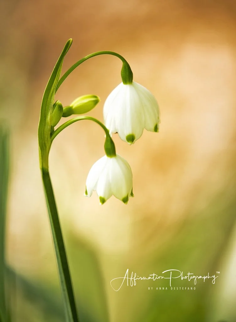 2019-04-03 001 081 - Copy MERGED 2-1.jpg