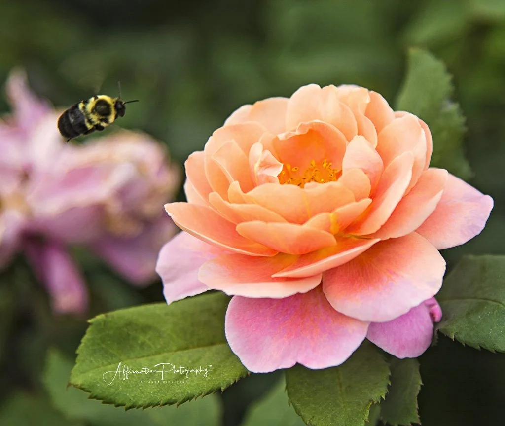 2017-09-29 002 234 ORIGINAL NEW 16 JPG 2-1.jpg