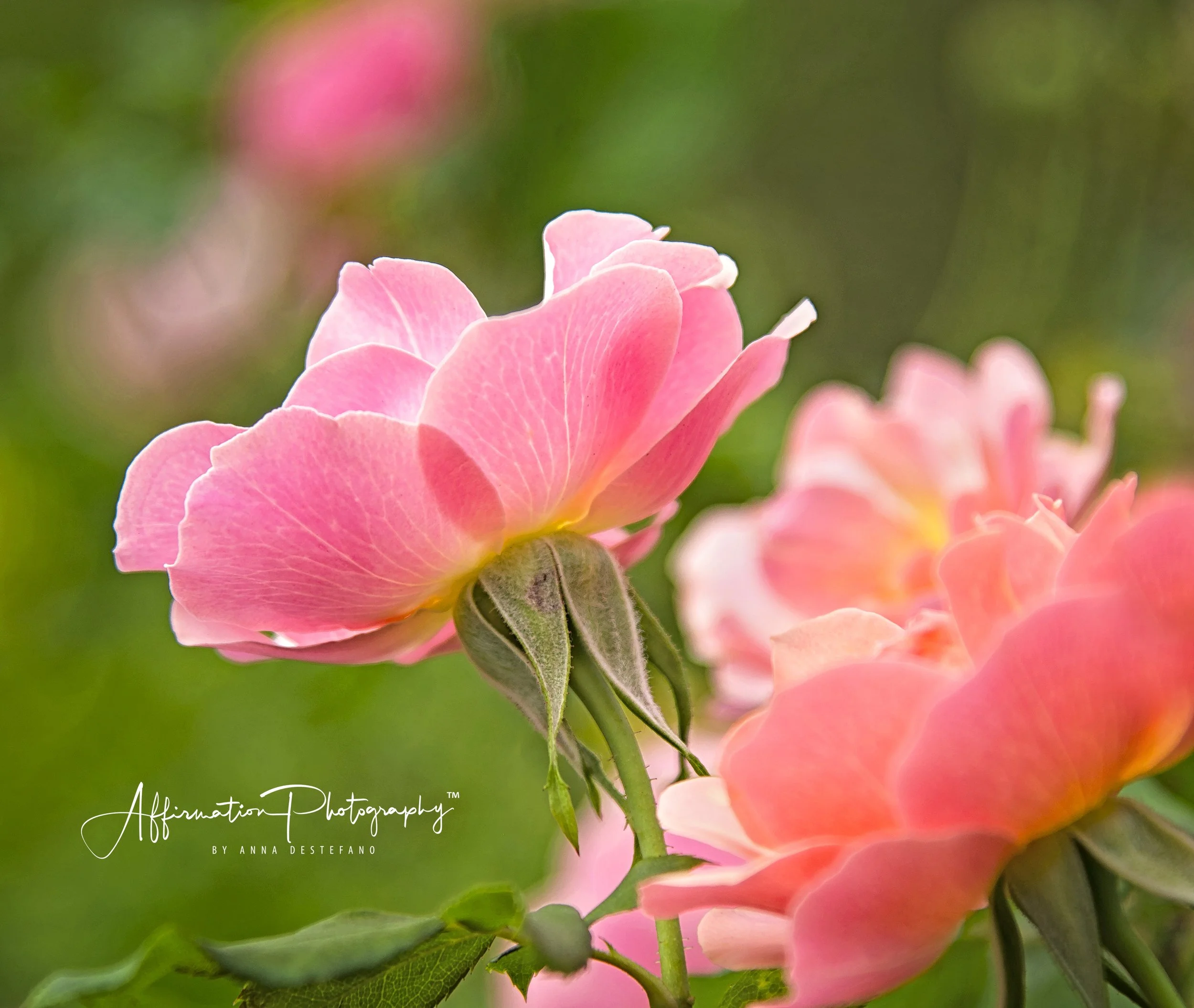 2017-09-29 002 295 ORIGINAL NEW MREGED 16 JPG 3-1.jpg