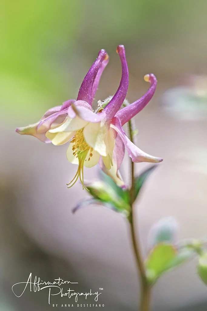 2020-04-10 001 158 - Copy-Edit merged-1 SIZED.jpg