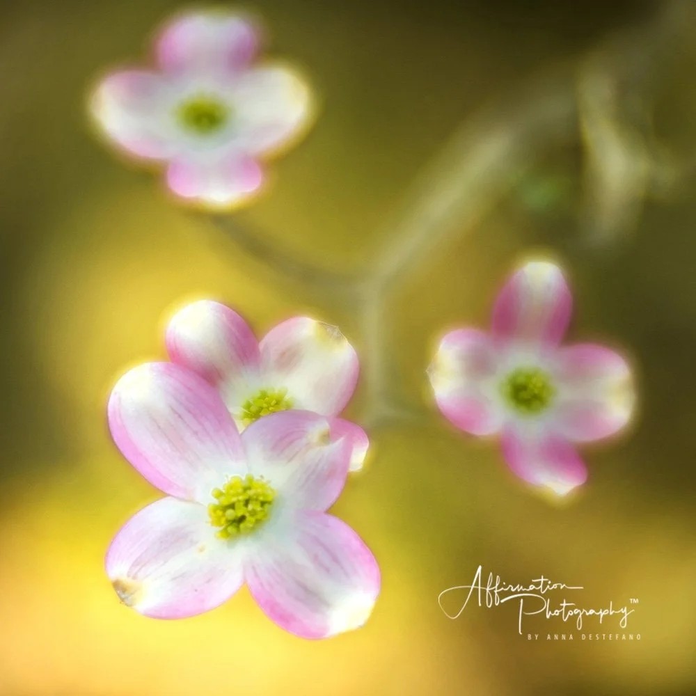 2018-04-02 001 007 NEW 16 10X10 JPG 1-1.jpg