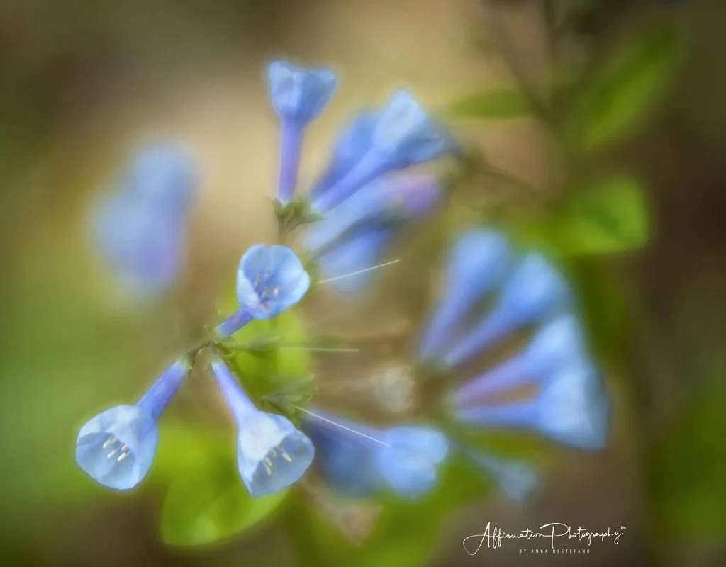 2018-03-29 001 499 MERGED NEW 16 JPG 1-1.jpg