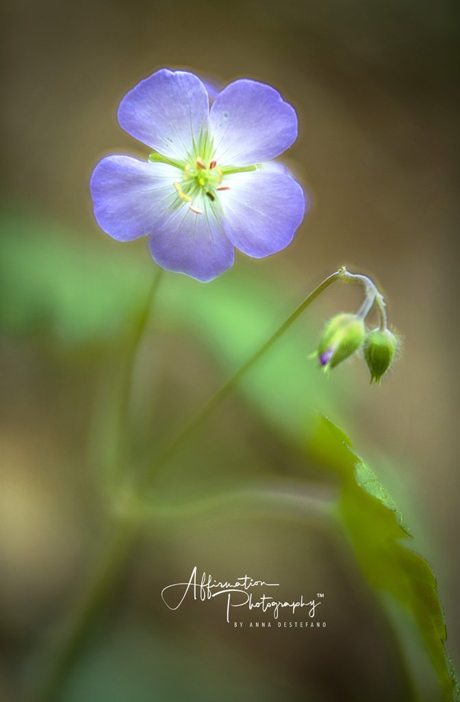 2018-03-29 001 373 NEW 16 JPG 1-1.jpg