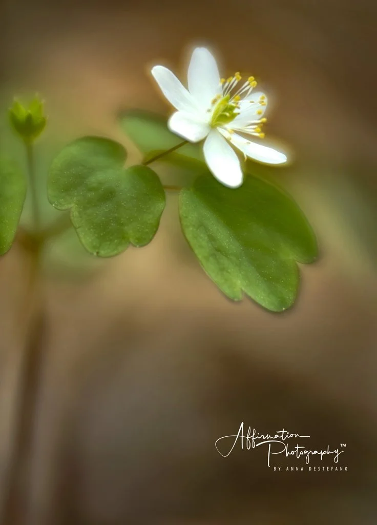 2018-03-29 001 177 NEW 16 JPG 1-1.jpg