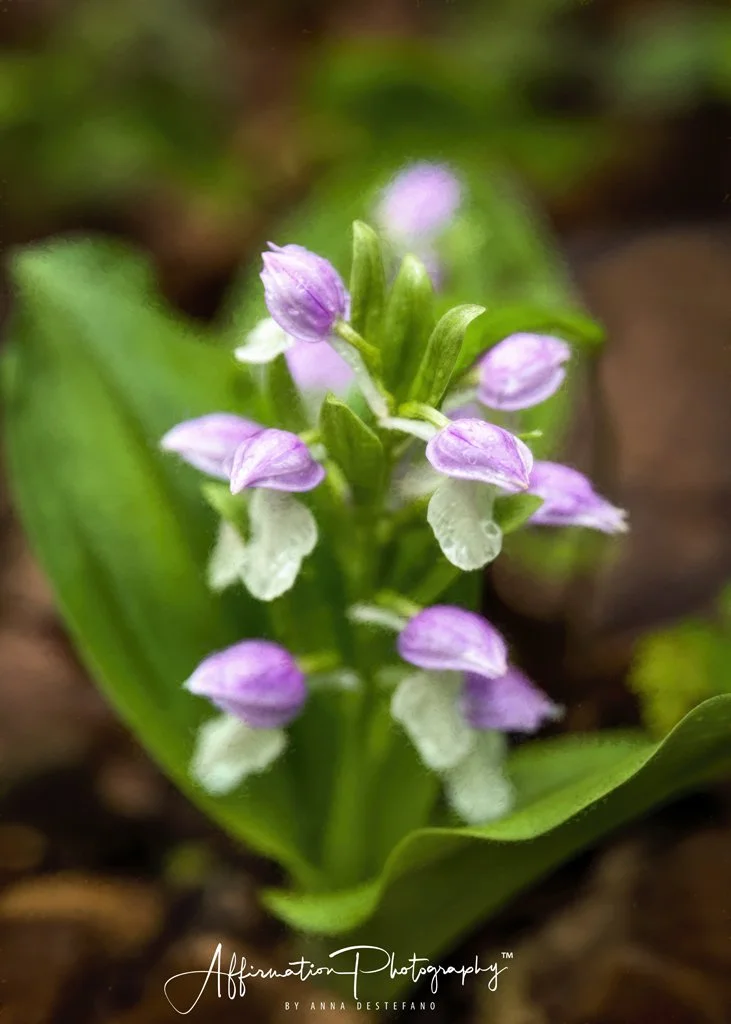 2021-04-24 001 235 MERGED topaz-1.jpg