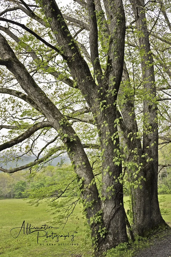 2023-04-26 002 371-1 SIZED.jpg