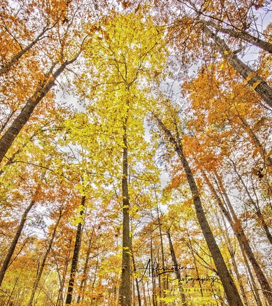 2018-11-25 001 065-HDR-Edit merged CROP NEW merged-1 sized.jpg