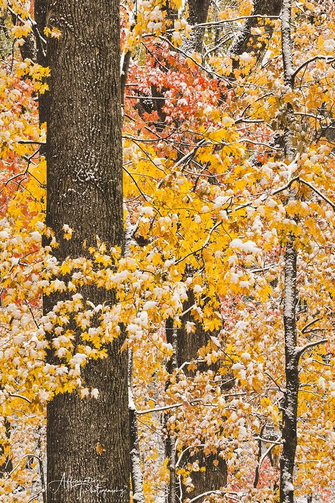 2019-11-12 001 039 - Copy merged 2-1 sized.jpg