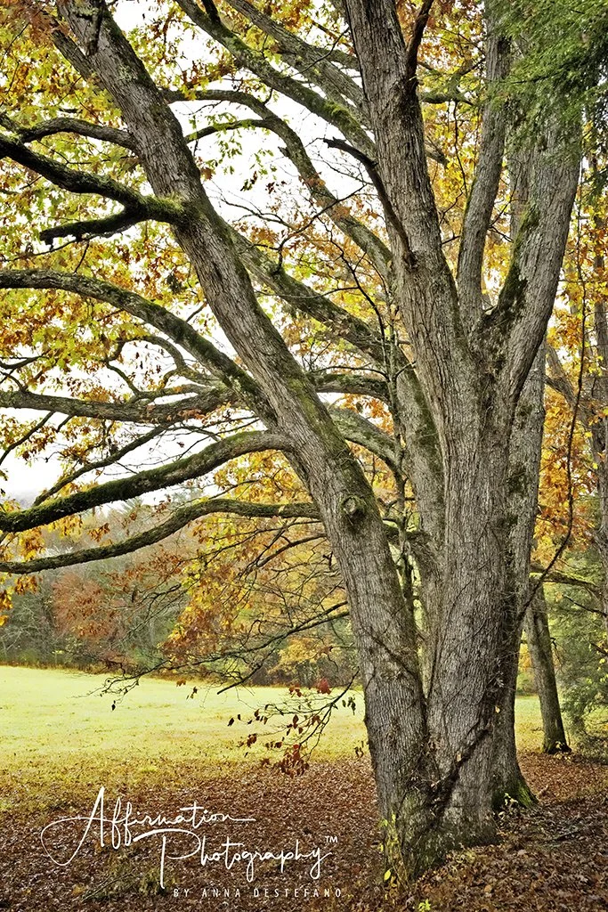 2023-10-27 001 645-1 sized.jpg