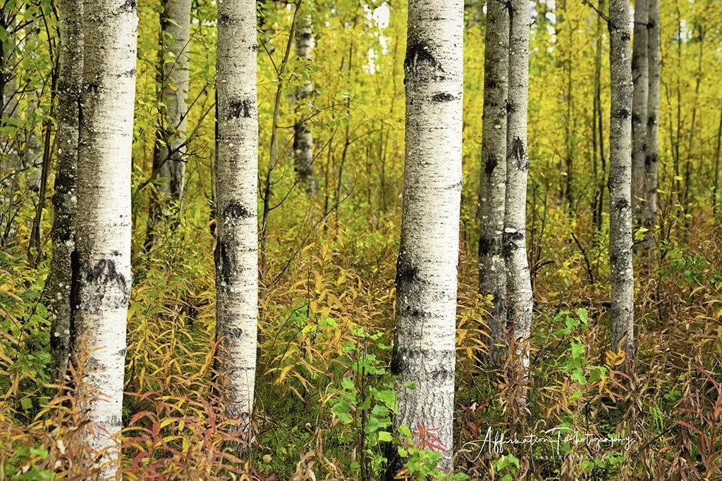 2022-09-04 005 124-Edit merged 2-1 SIZED.jpg