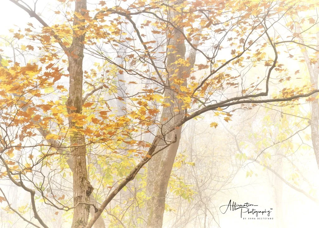 2024-10-30 004 494 merged-1 SIZED.jpg