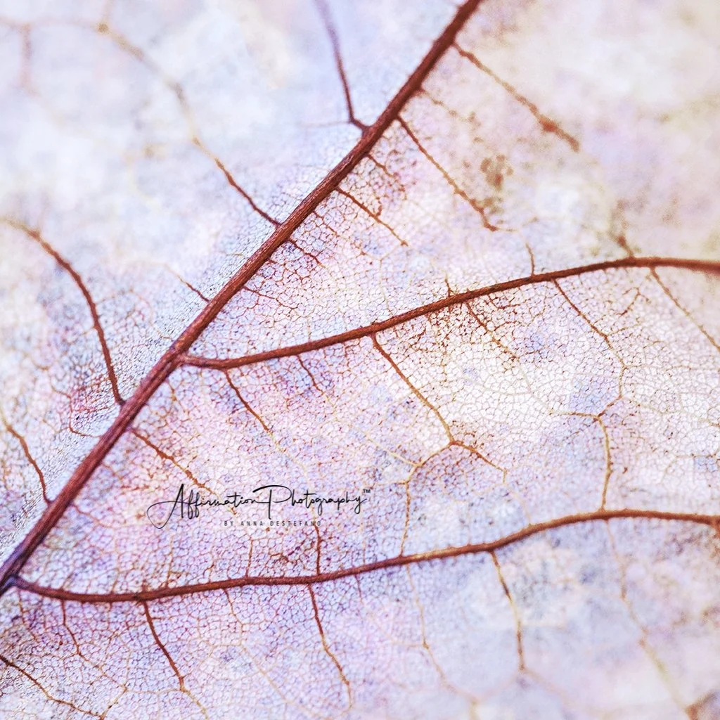 EXAM Leaves Modern MACRO 1-1.jpg