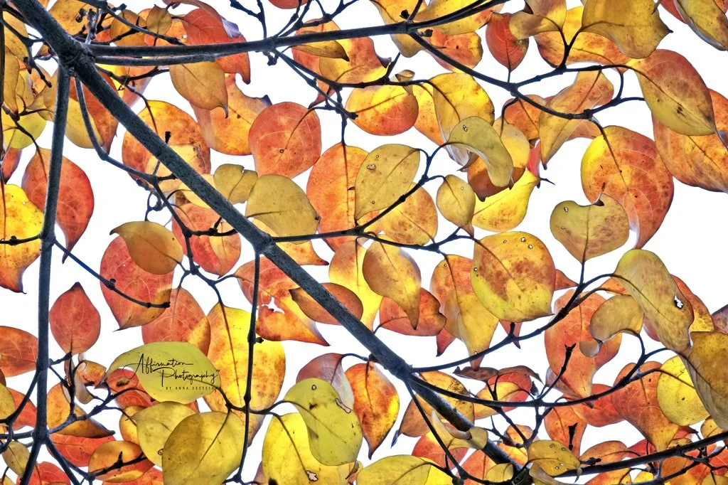 2025-11-01 223-1 SIZED.jpg