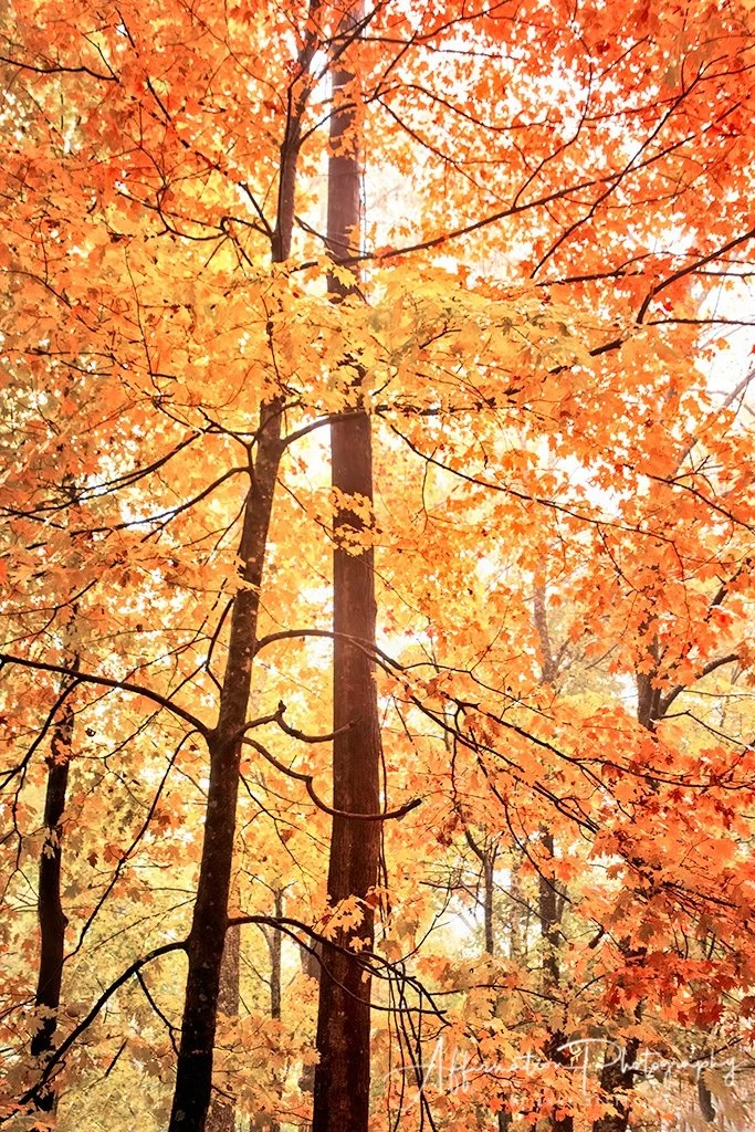 EXAM Leaves Fall MOUNTAIN VIEW 1-1.jpg