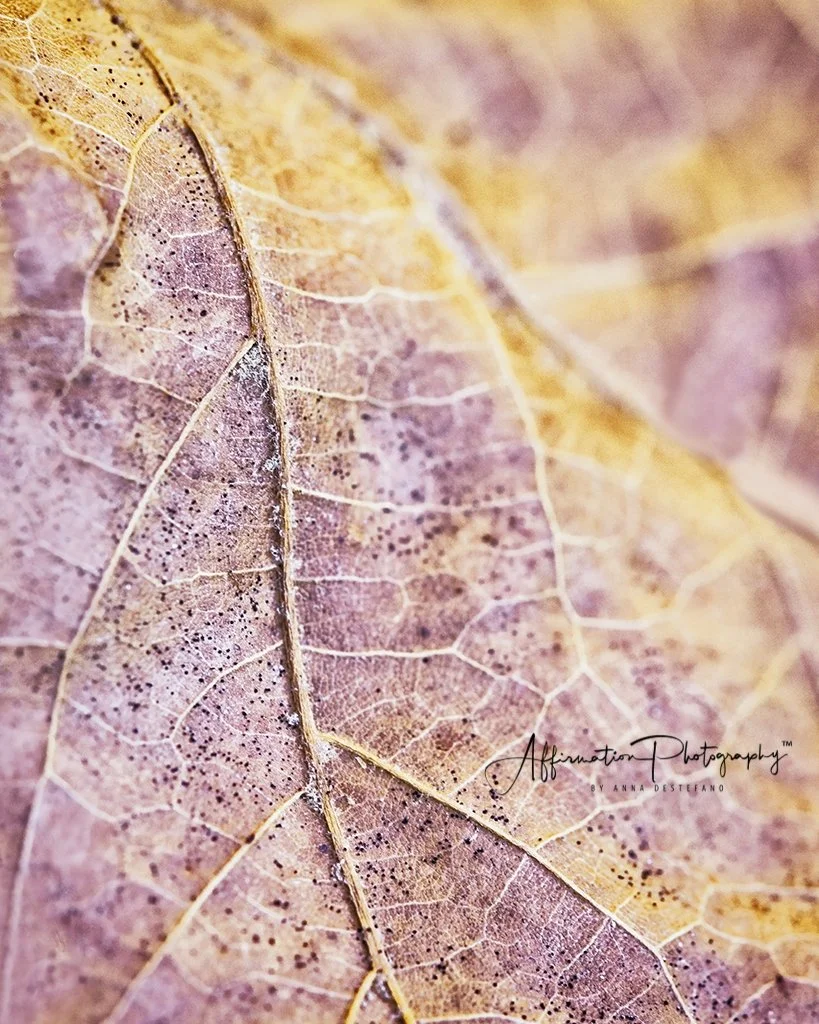 EXAM Leaves Modern MACRO 3-1.jpg