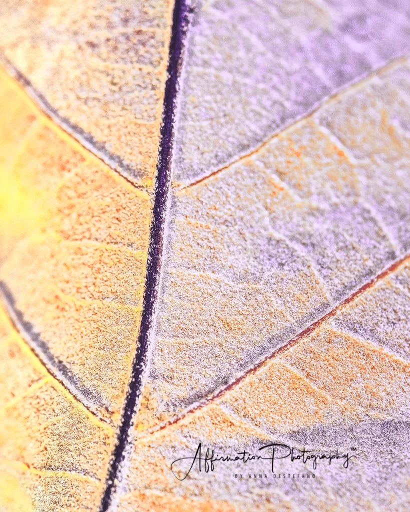 EXAM Leaves Modern MACRO 4-1.jpg