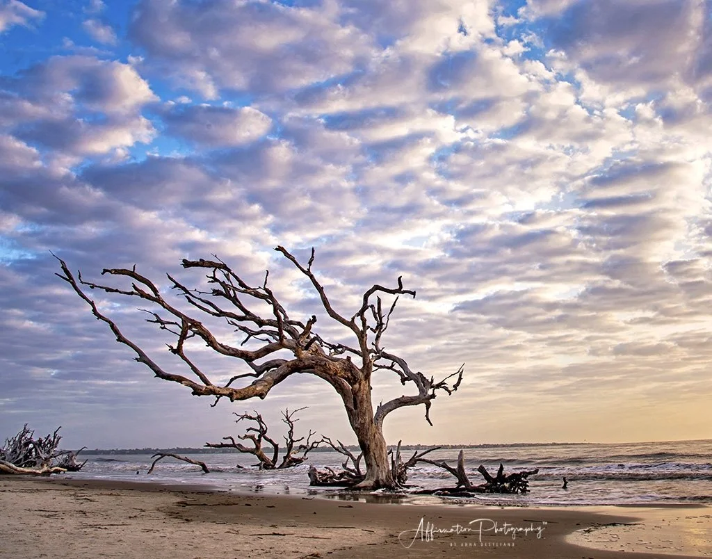 2018-04-14 002 337 merged - Copy sized-1.jpg