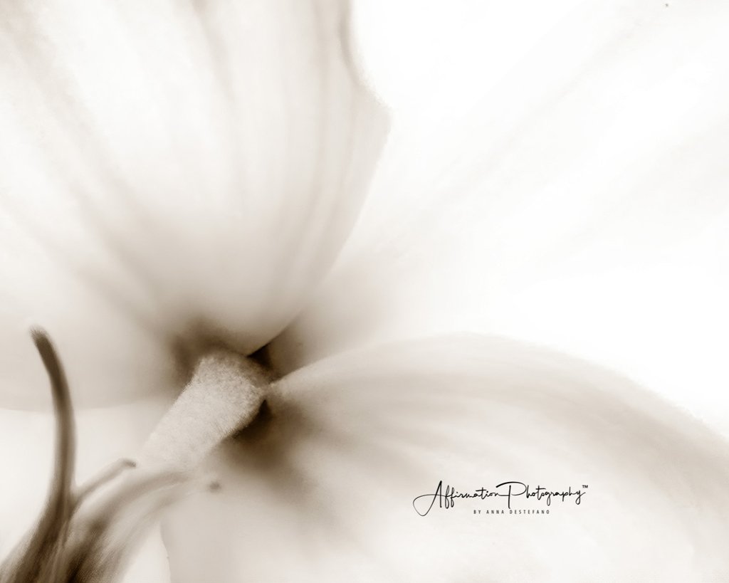 2018-03-28 001 050 BW OVEREXPOSED-denoise cropped merged 1 SEPIA-1.jpg