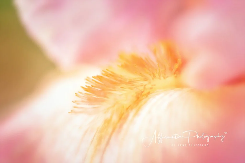 2019-04-09 001 020 - Copy MERGED 3-1 SIZED.jpg