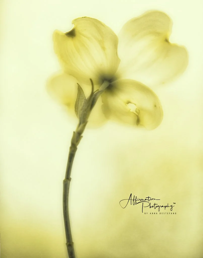 2018-03-28 001 050 NO GLOW-1.jpg