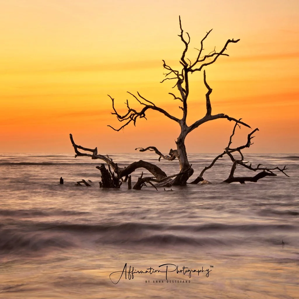 2019-03-09 001 011 - Copy MERGED CROP 3-1 SIZED.jpg