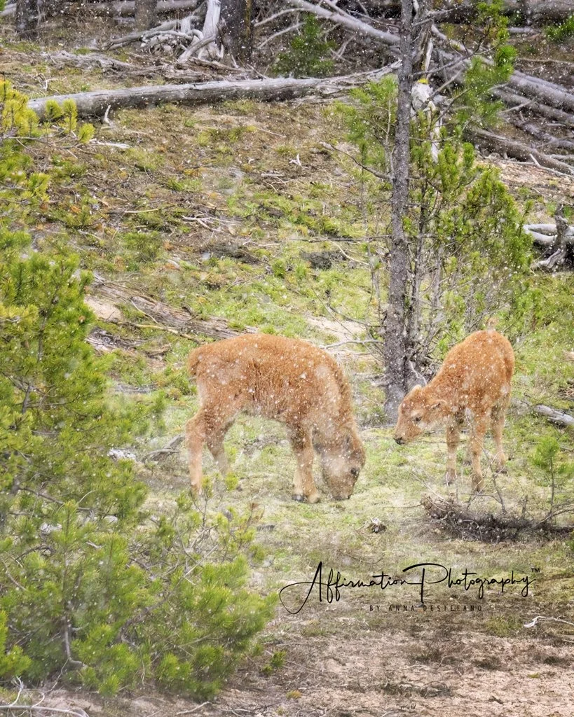 2024-05-07 001 062-1.jpg