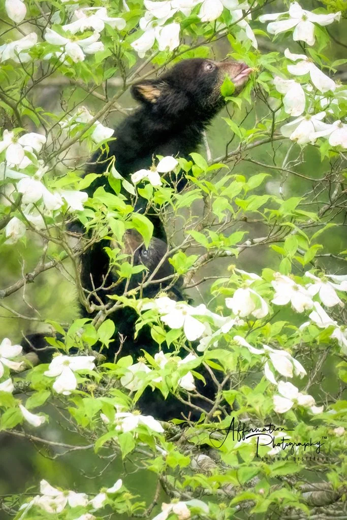 2024-04-26 003 851 merged-1.jpg