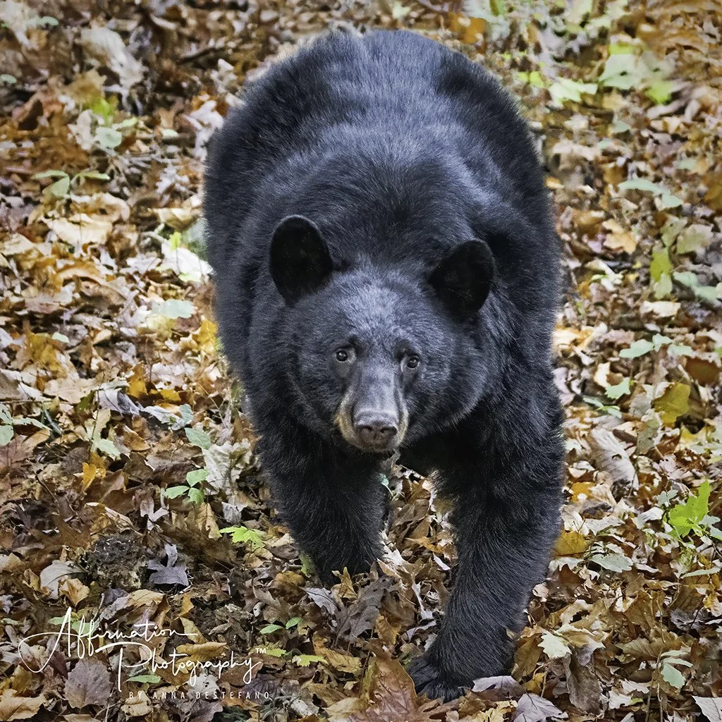 2020-11-05 001 173 merged 3-1 sized.jpg