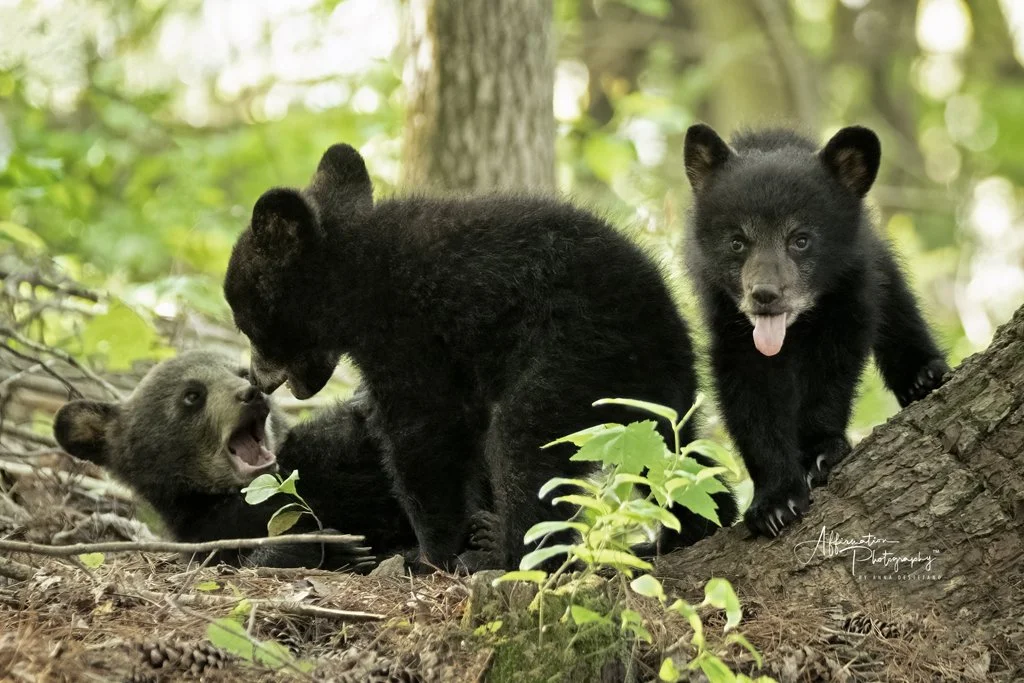 2021-05-15 001 1715 merged 2 NEW-1.jpg