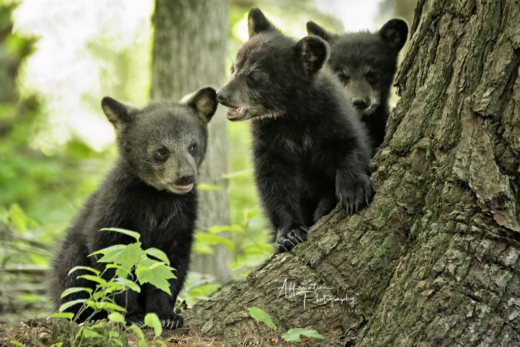 2021-05-15 001 1313 merged NO TEXTURE SIZED-1.jpg