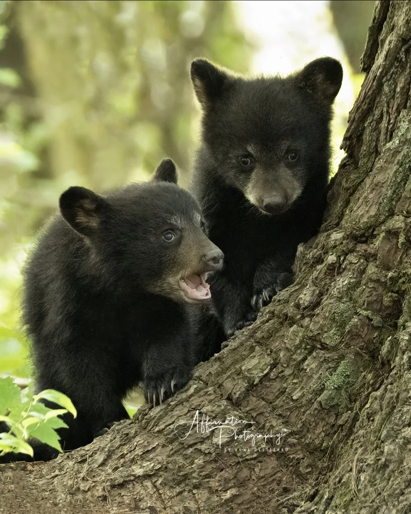 2021-05-15 001 1763 NO TEXTURE SIZED-1.jpg