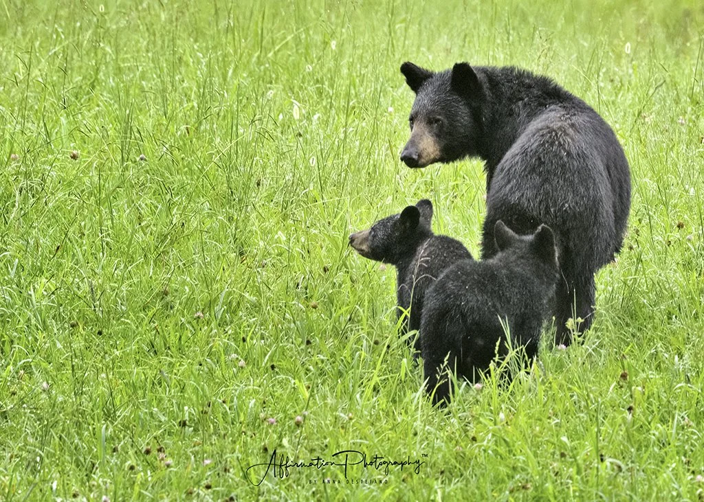 2021-08-19 001 207-Edit merged modern-1 SIZED.jpg