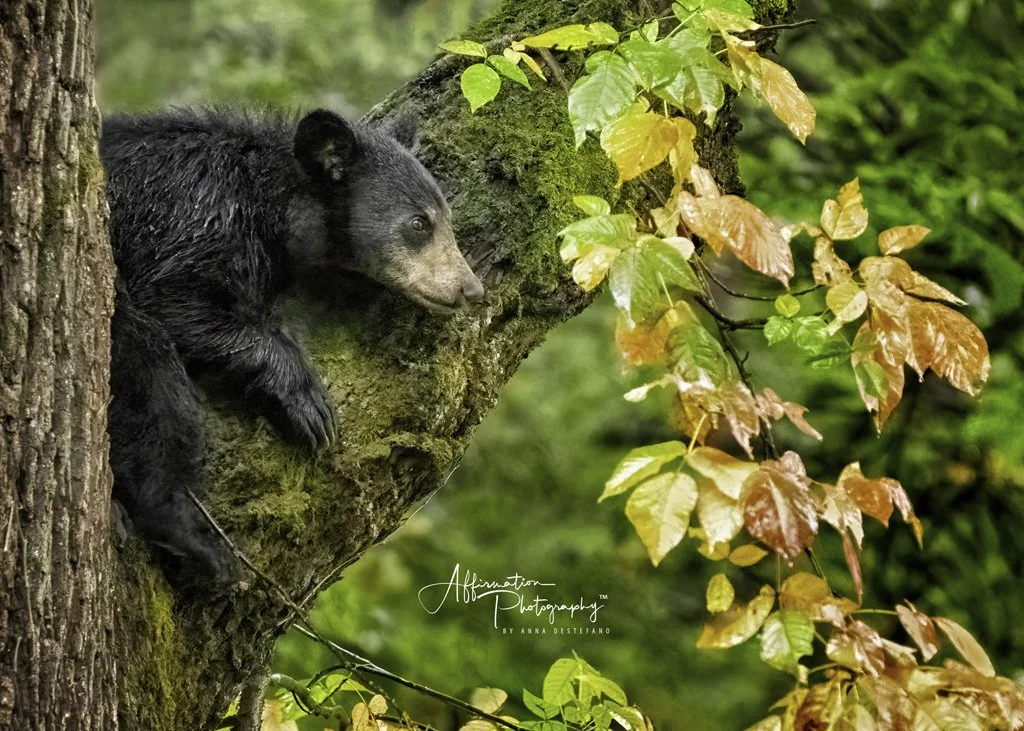 2021-10-16 002 676 merged 3-1 sized.jpg