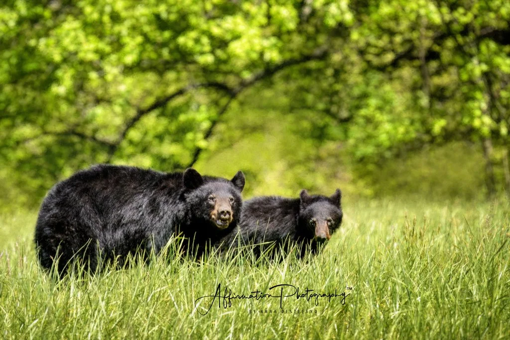 2024-04-25 001 1008 merged-1.jpg