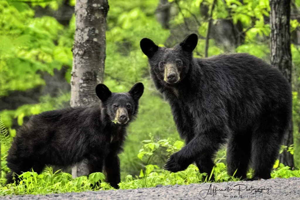 2024-04-27 002 1375-Edit-1 sized.jpg