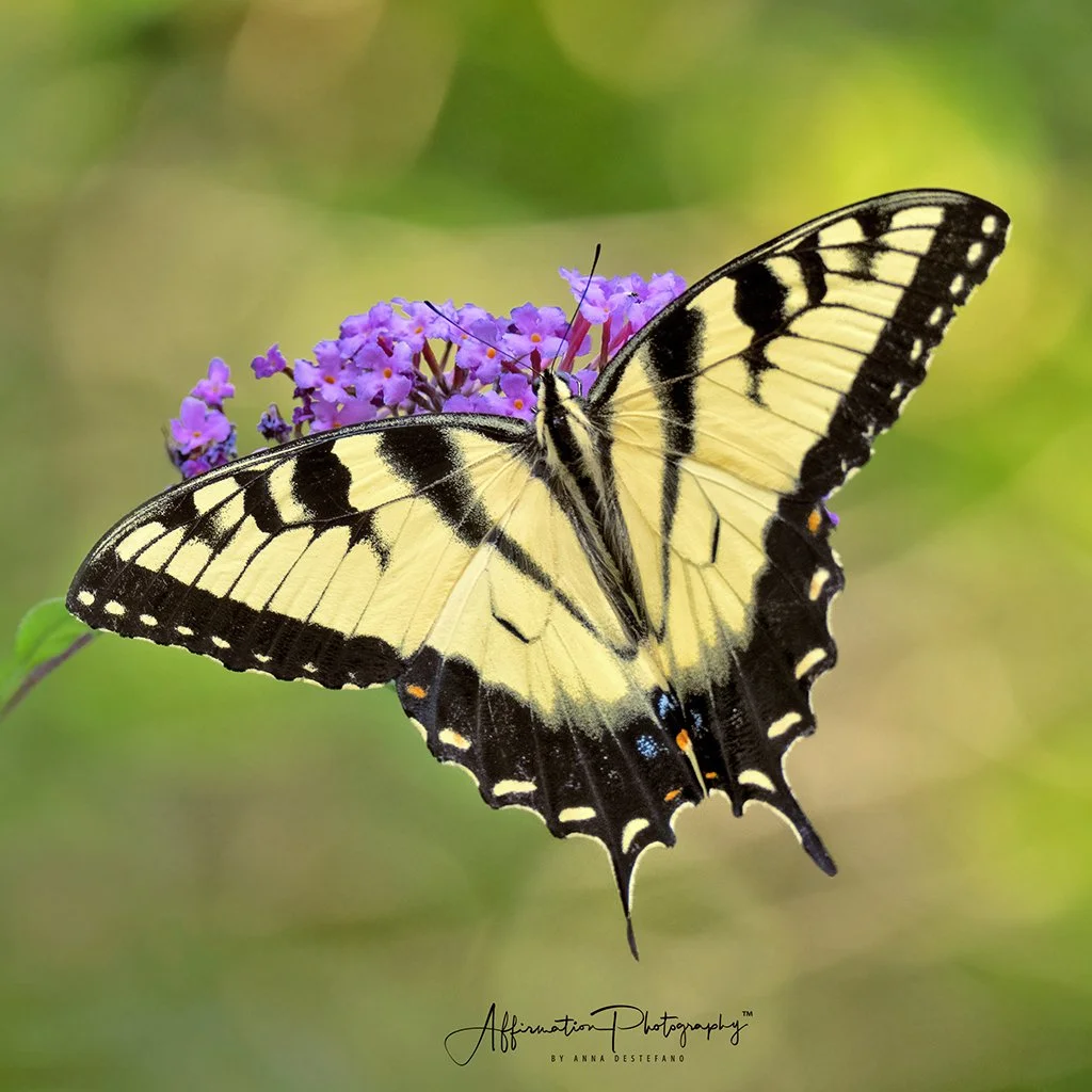 2020-08-26 001 069 CROP MERGED-1 SIZED.jpg