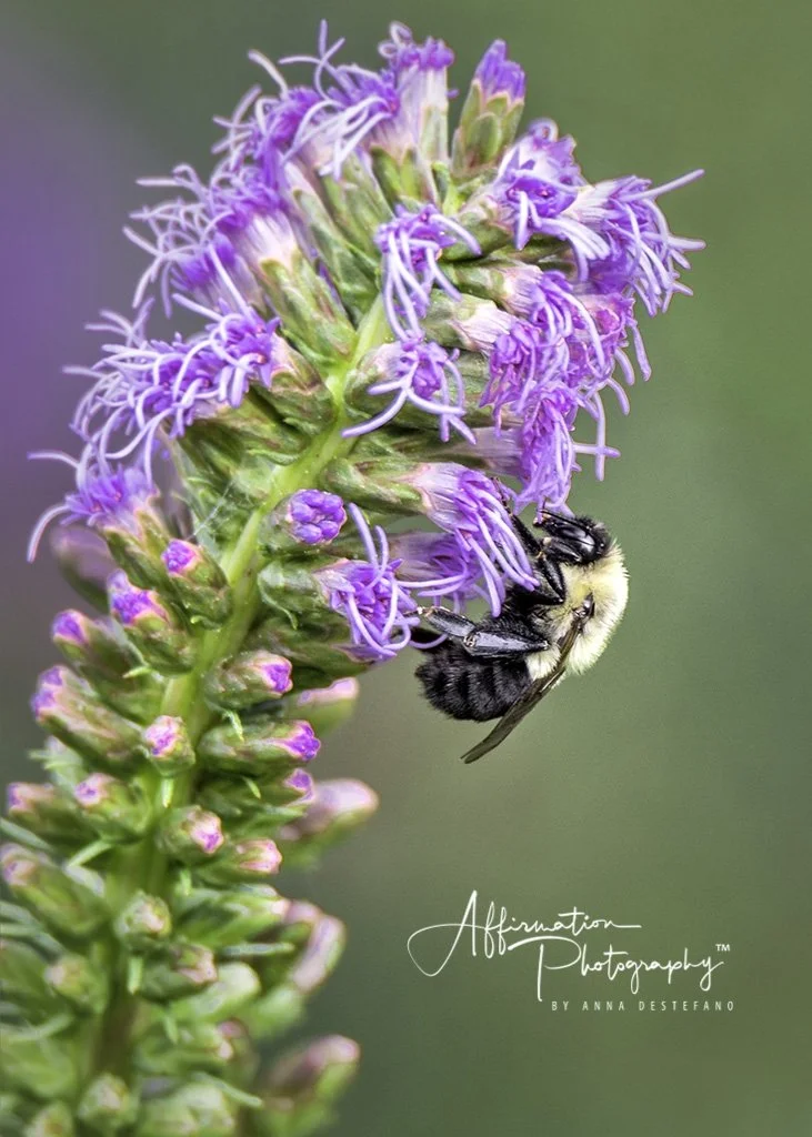 2020-07-24 001 017 - Copy MERGED 2 SIZED-1.jpg