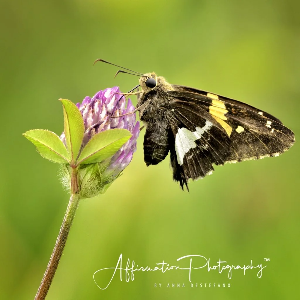 2022-08-13 001 350-Edit merged sized-1.jpg