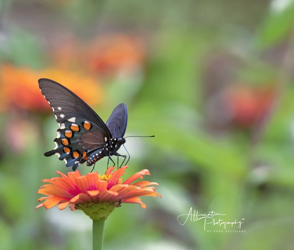 2020-07-24 001 767 merged-1 SIZED.jpg