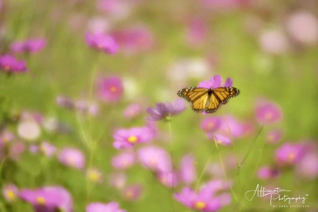 2021-10-08 001 156 merged 3-1 sized.jpg