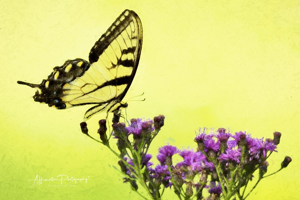 2021-08-18 001 290-1. mergedtif TOPAZ 2 SIZED.jpg