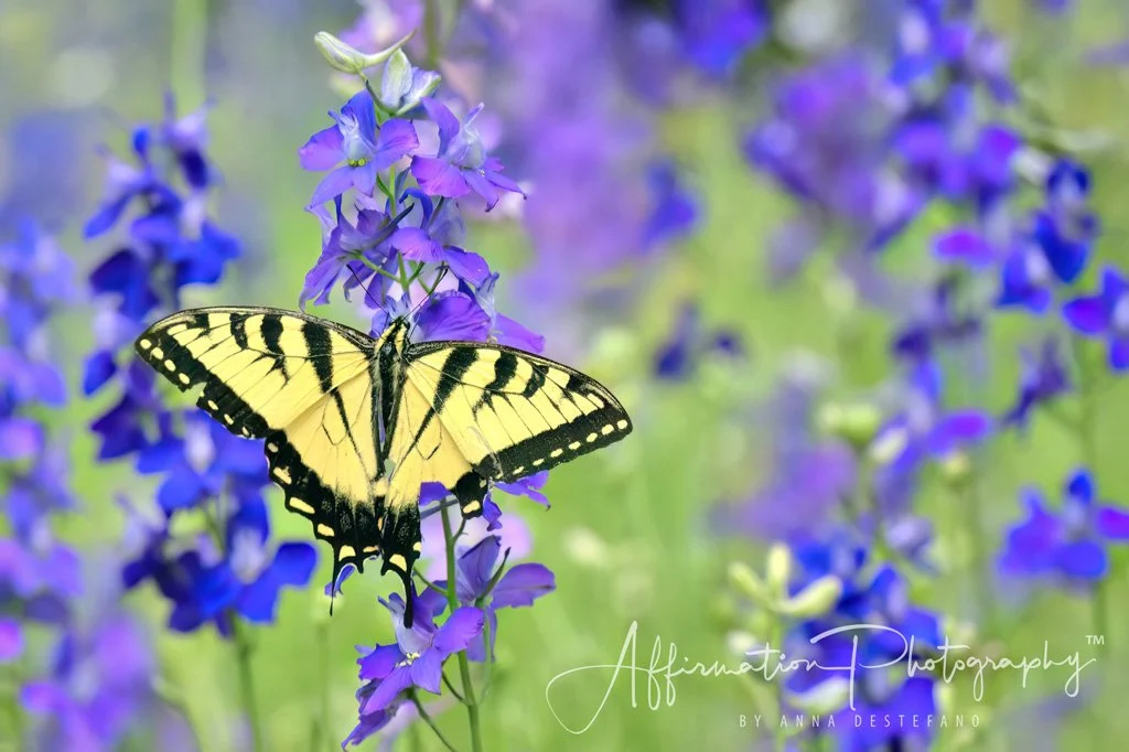 2025-05-23 274-1 SIZED.jpg