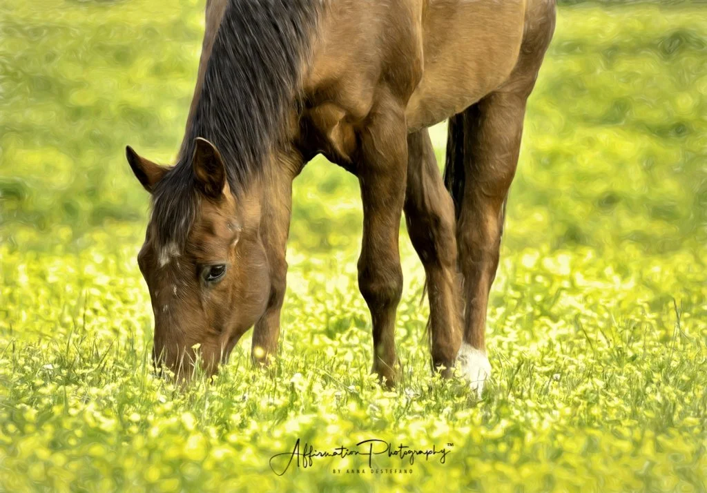 2021-05-12 001 1180 merged sized-1.jpg