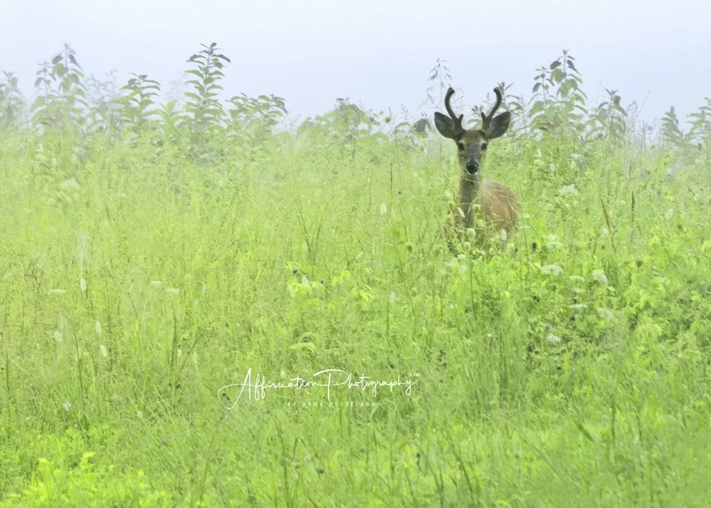 2022-08-12 002 027-Edit merged 2-1.jpg