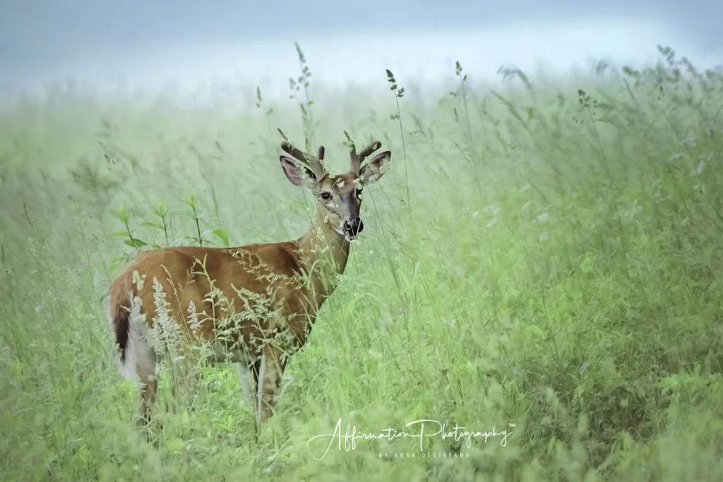 2021-06-04 001 007 merged 3 NEW sized-1.jpg