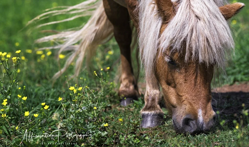 2020-07-20 001 383 - Copy merged 3-1 SIZED.jpg