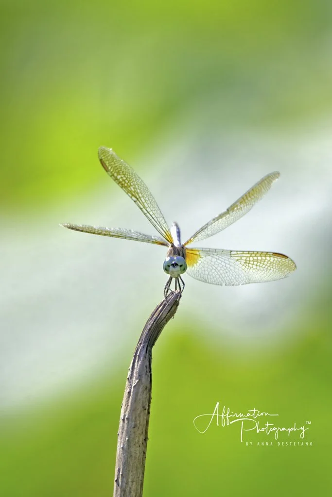 2019-06-28 001 085 - Copy-denoise-1 SIZED.jpg