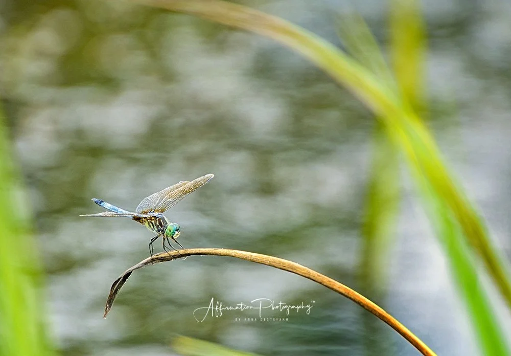 2018-07-13 001 127 - Copy JPG 1-1.jpg