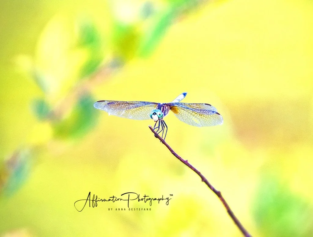 2018-09-06 001 061 - Copy NEW MERGED sized-1.jpg